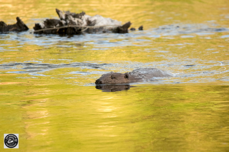 Beavers Blairgowrie 4-5-25  by Dod Morrison photography (5).jpg