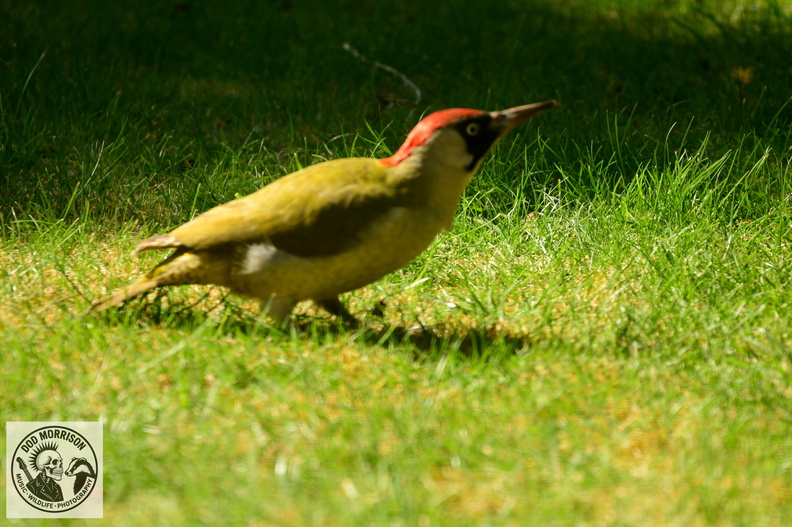 Green Woodpecker Bristol 5-4-25 by Dod Morrison photography (47).JPG