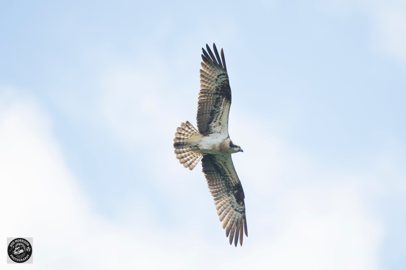 Osprey Balgavies Loch 4-5-25 by Dod Morrison photography (69).jpg