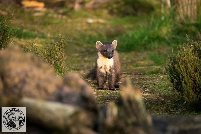 Pine Marten Keith 20-4-25 by Dod Morrison photography (22).jpg