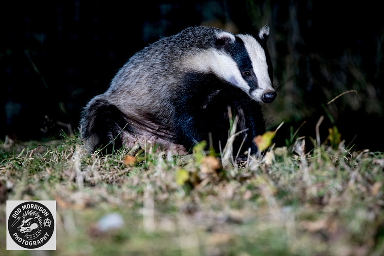 Badger Aberdeen 29-8-25 by Dod Morrison photography  (212).jpg