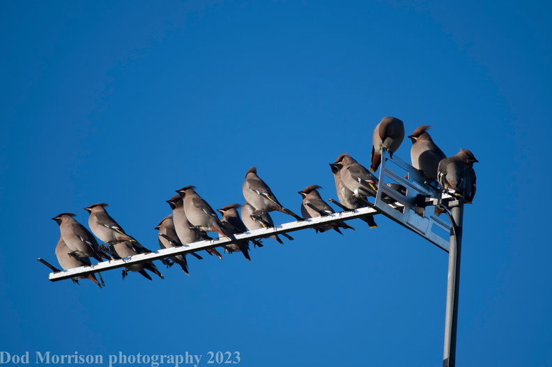 Waxwings Aberdeen 17-11-23 by Dod Morrison photography (800).jpg