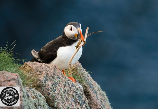 Puffins Bullers of Buchan 30-4-25