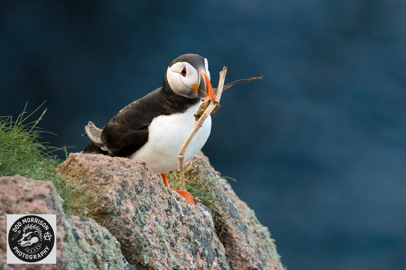 Puffins Bullers of Buchan 30-4-25 by Dod Morrison photography (45).jpg