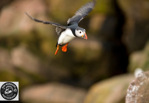 Puffins Bullers of Buchan 30-4-25