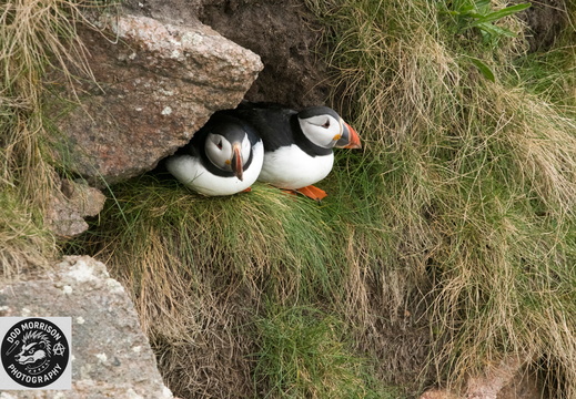 Puffins Bullers of Buchan 30-4-25 