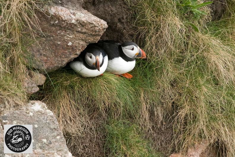 Puffins Bullers of Buchan 30-4-25 by Dod Morrison photography (317).jpg