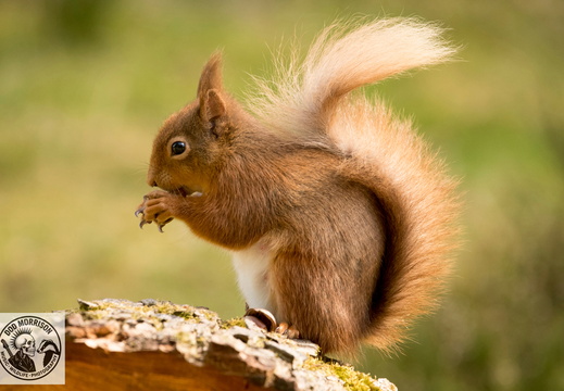 Red Squirrel Keith 20-4-25 