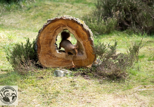 Red Squirrel Keith 20-4-25 