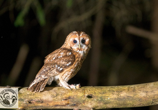 Tawny Owl Keith 20-4-25 