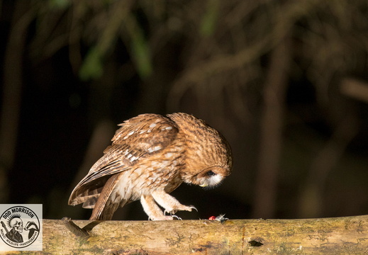 Tawny Owl Keith 20-4-25 