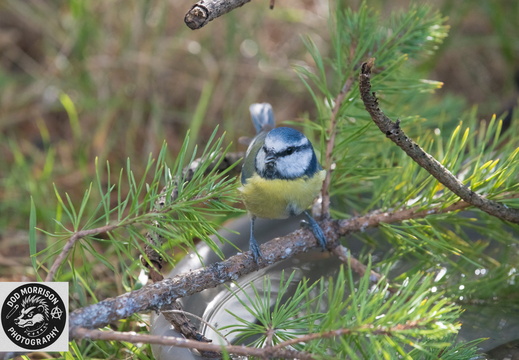 Blue Tit  Lossiemouth  5-10-25 