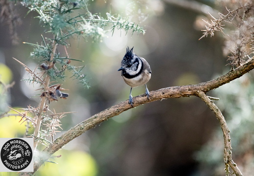 Crested Tit  Lossiemouth  5-10-25 