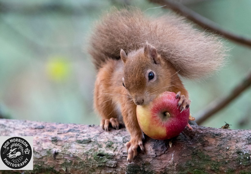 Red Squirrel  Lossiemouth  5-10-25 