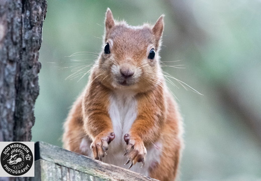 Red Squirrel  Lossiemouth  5-10-25