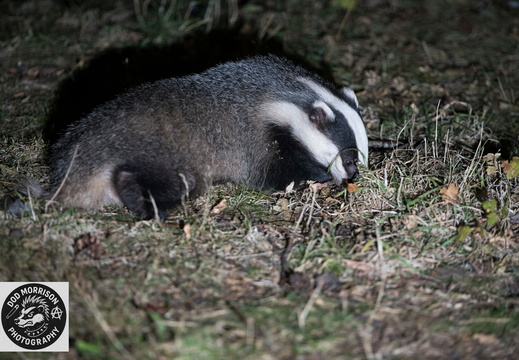 Badger Aberdeen 29-8-25