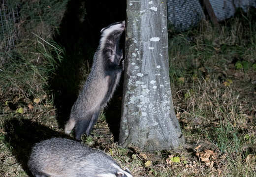 Badger Aberdeen 29-8-25 