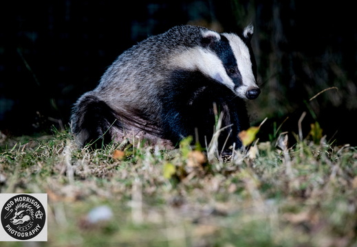 Badger Aberdeen 29-8-25 