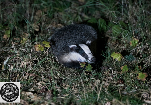 Badger Aberdeen 29-8-25 